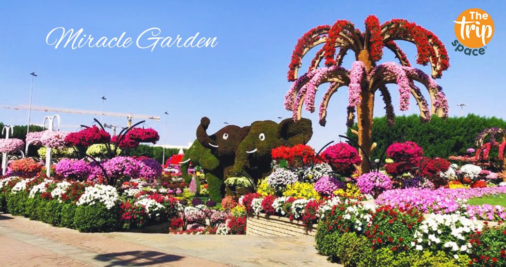 thetripspace-travel-agency-uae-Miracle-Garden.jpg