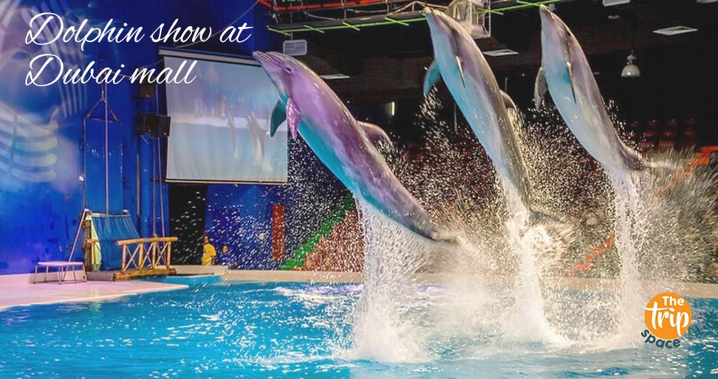 thetripspace-travel-agency-uae-dolphin-show-at-dubai-mall.jpg