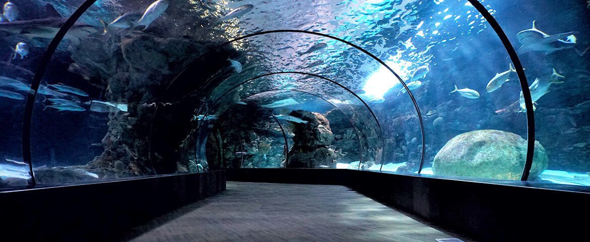thetripspace-travel-agency-under-water-zoo
