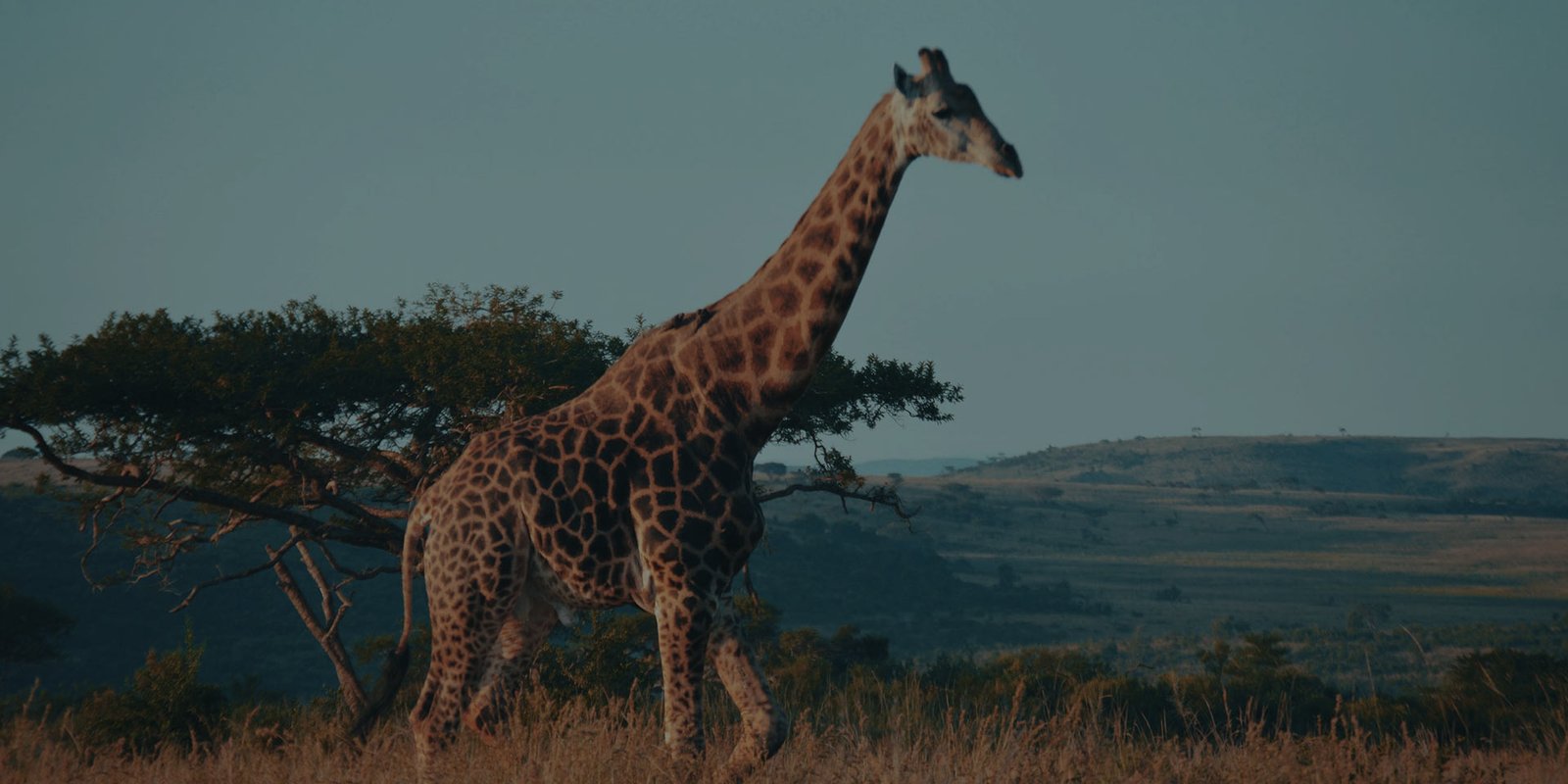 https://thetripspace.com/wp-content/uploads/2022/02/Country-Bg-Img-south-africa-tourist-places.jpg