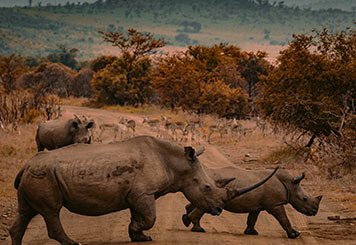 Home-south-africa-travel-agency