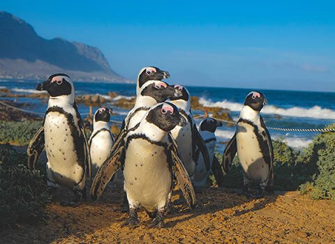 itineraries-south-africa-tour