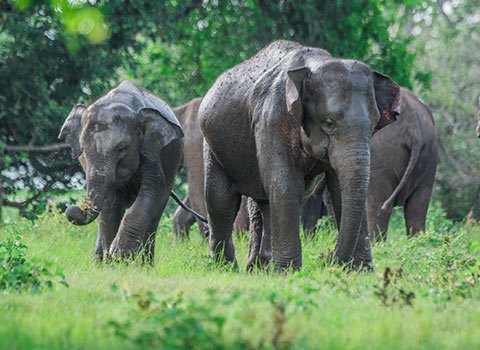 itineraries-sri-lanka-tour-operator