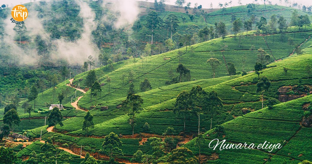 the-trip-space-sri-lanka-tourism-nuwara-eliya