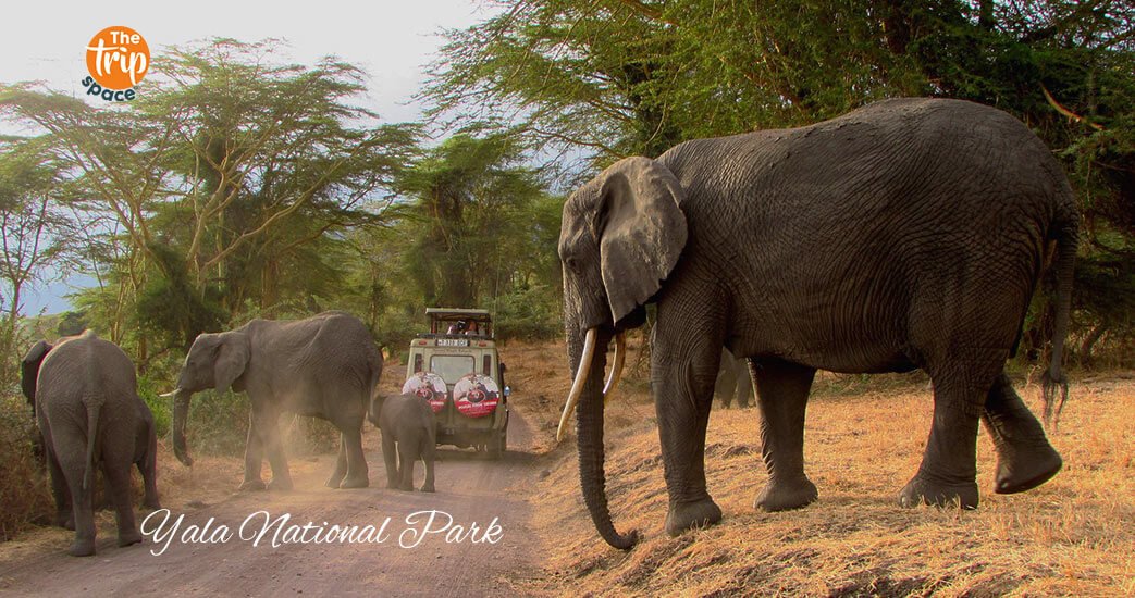 the-trip-space-sri-lanka-tourism-yala-national-park